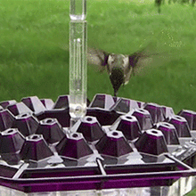 Load image into Gallery viewer, Dotmalls Sweety Hummingbird Feeder